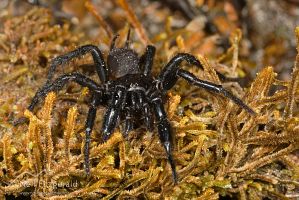 Tunnelweb spider