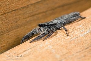 Jumping spider