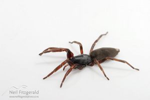 White-tailed spider