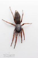 White-tailed spider