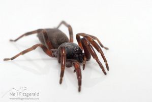 White-tailed spider