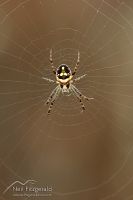 Orbweb spider