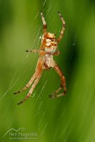 Orbweb spider