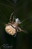 Orbweb spider