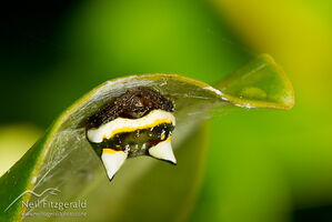 Two-spined spider