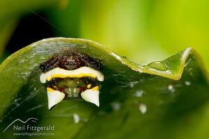 Two-spined spider