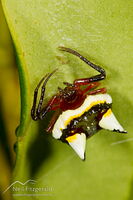 Two-spined spider