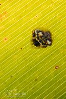 Two-spined spider