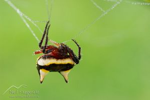 Two-spined spider