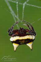 Two-spined spider