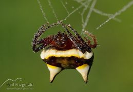 Arachnids