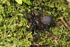 Tunnelweb spider