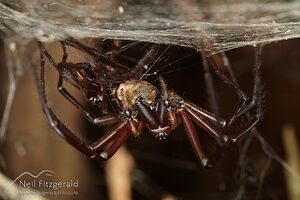 Sheetweb spider