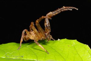 Crab spider