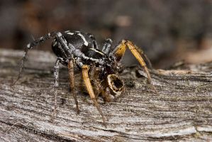 Swift ground spider
