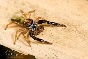 Jumping spider
