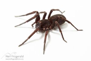 Vagrant spider