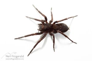 Vagrant spider