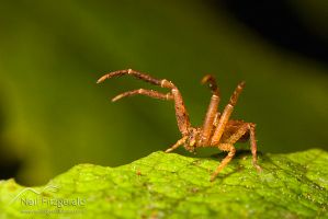 Crab spider