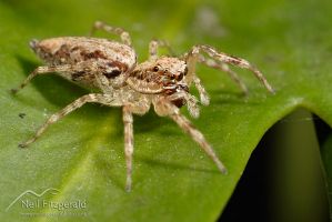 Jumping spider