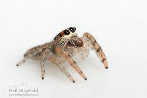Jumping spider