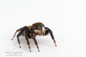 Jumping spider
