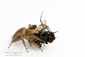 Jumping spider
