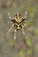 Orbweb spider