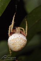Orbweb spider