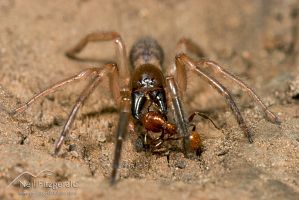 Six-eyed spider