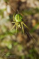 Cryptic orb weaver spider