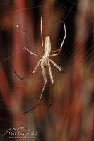 Spider