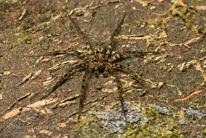 Wolf spider