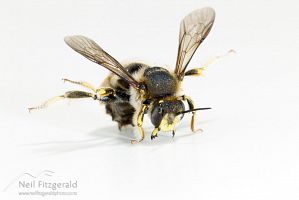 Wool-carder bee