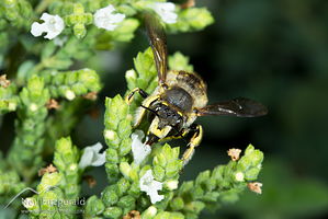 European wool carder bee