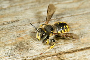 European wool carder bee