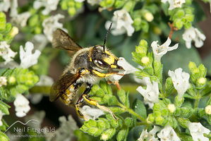 European wool carder bee