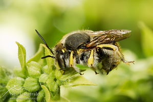 European wool carder bee