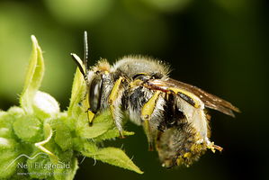 European wool carder bee