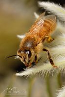 Honey bee