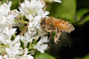 Honey bee