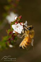 Honey bee