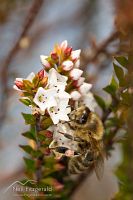 Honey bee