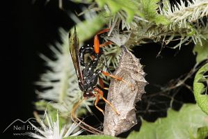 Whitespotted ichneumonid