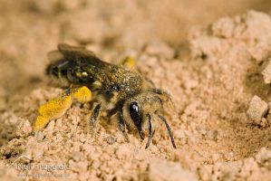 Native bee