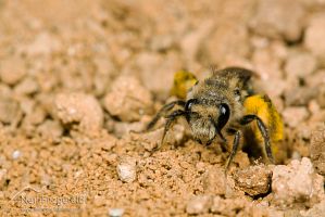 Native bee