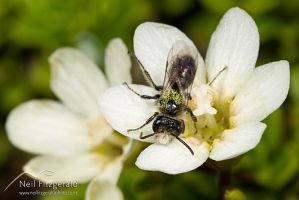 Native bee