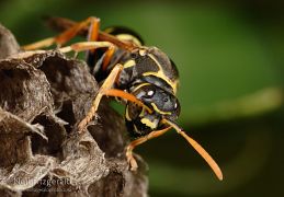 Bees, wasps & ants