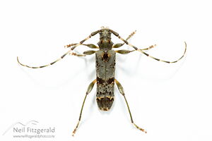 Longhorn beetle