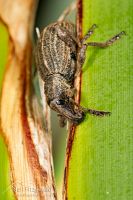 Flax weevil